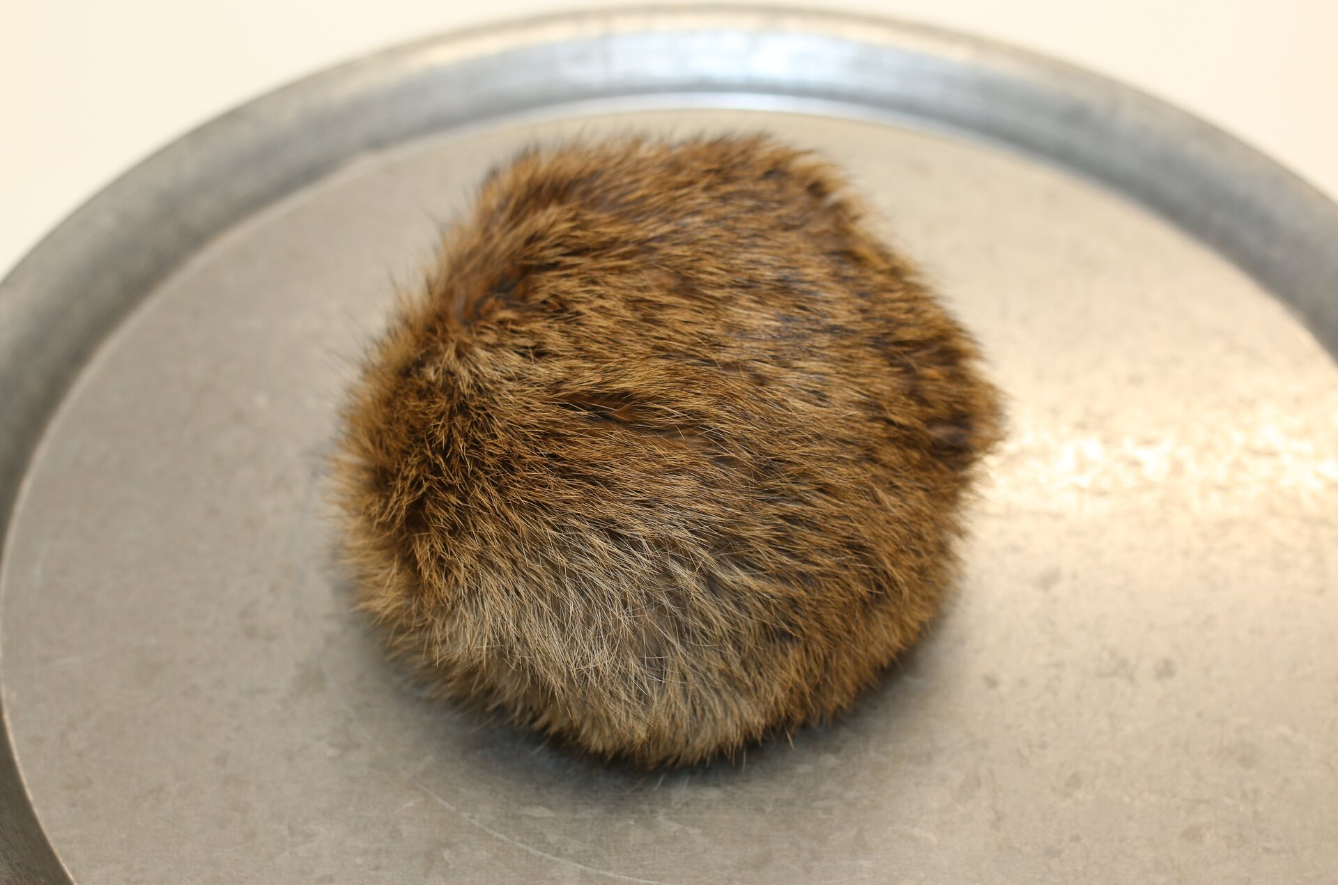 Turkistupsu jätti Ruskea