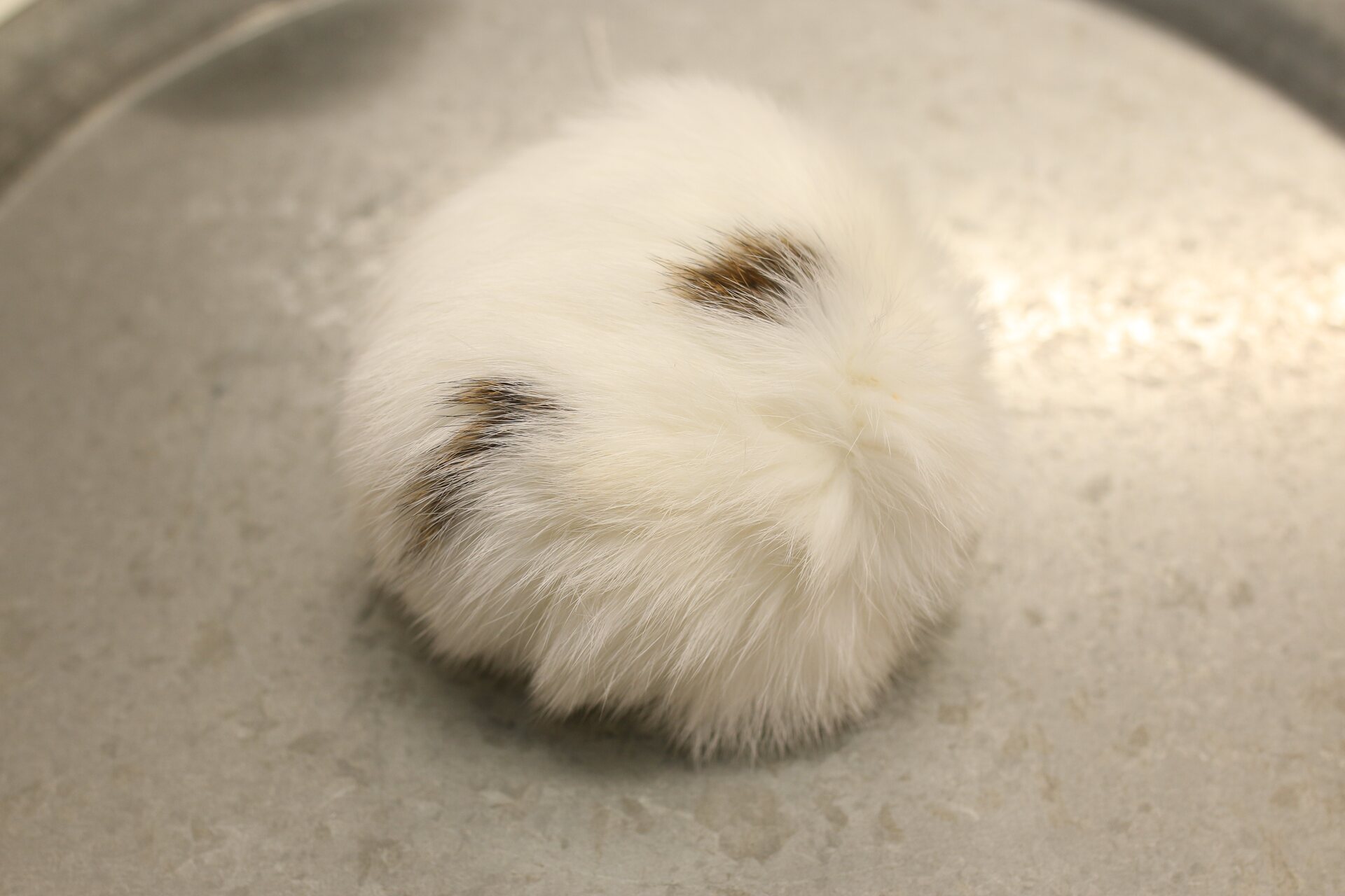 Turkistupsu jätti Valkoinen-ruskea