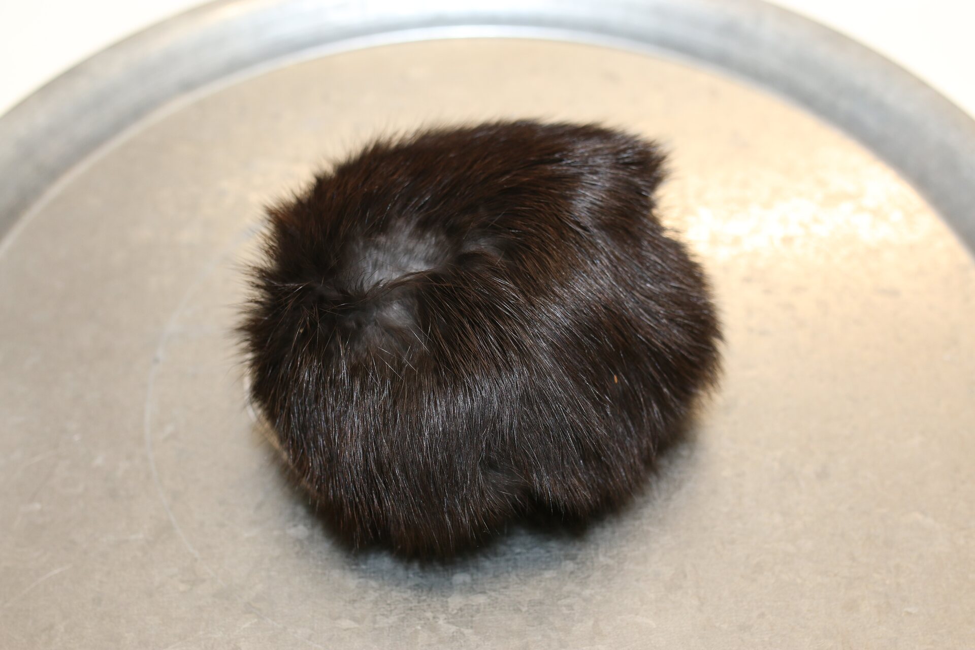 Turkistupsu jätti Mustanruskea