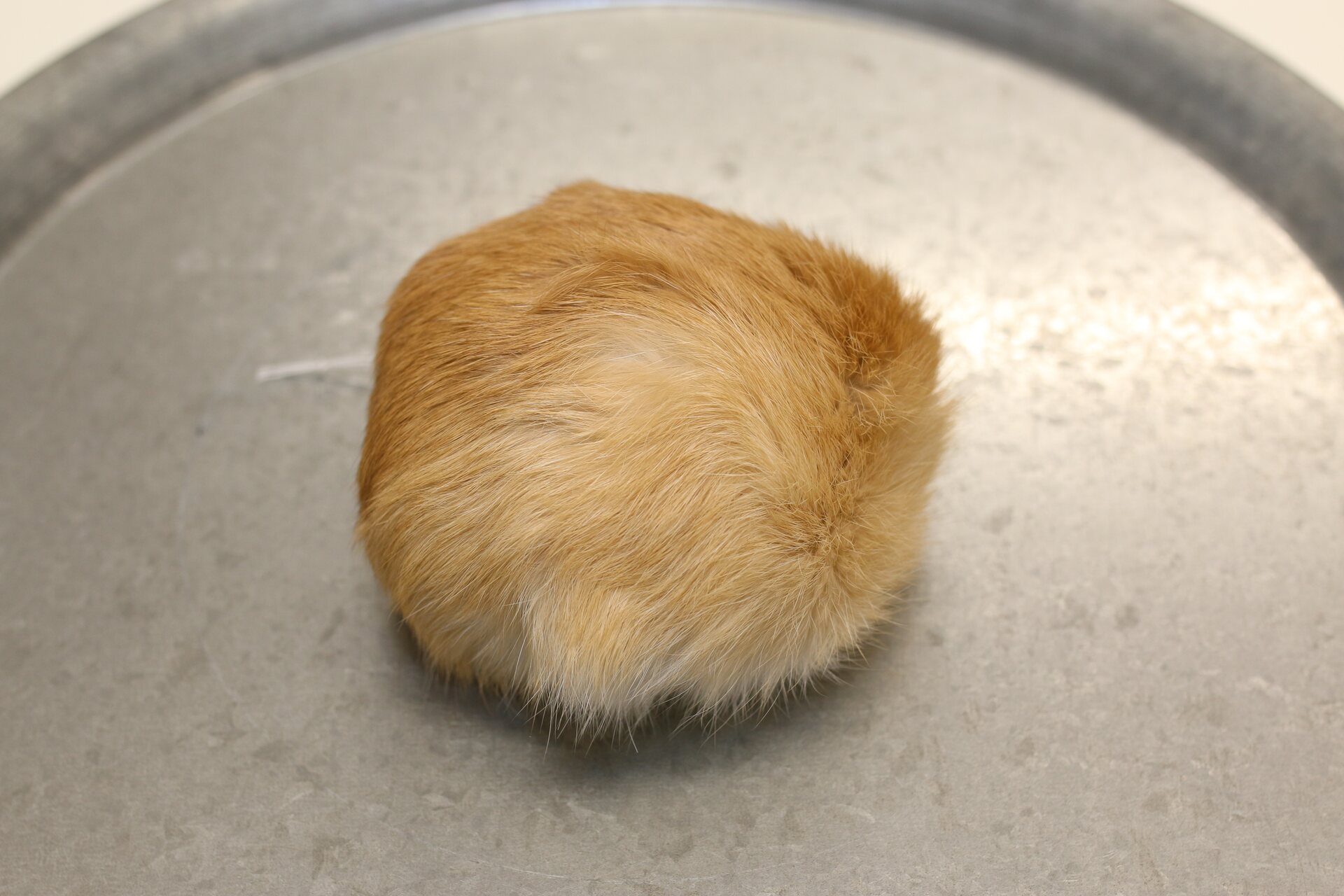 Turkistupsu jätti Beige-valkoinen