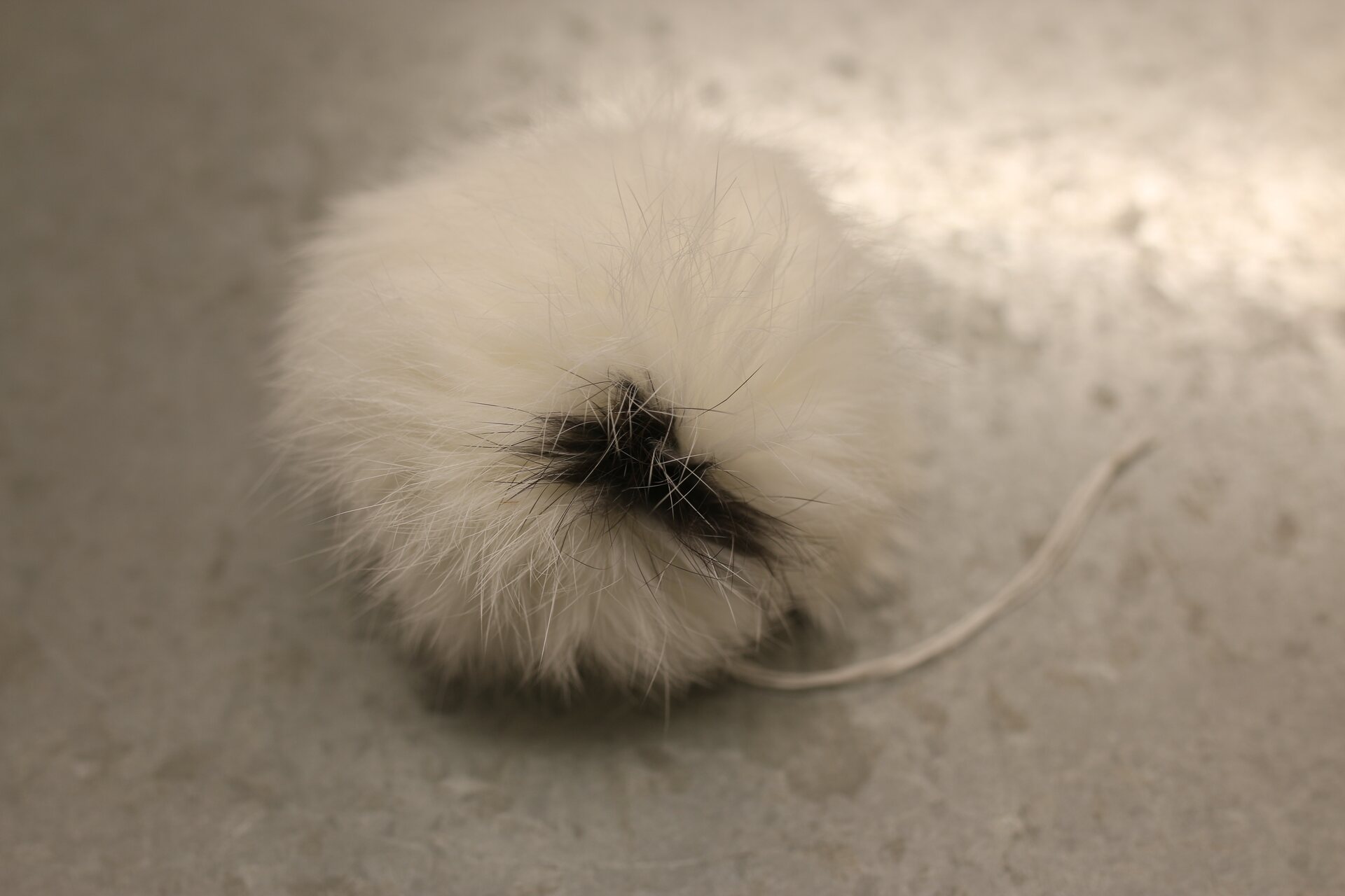 Turkistupsu pieni Valkoinen-musta