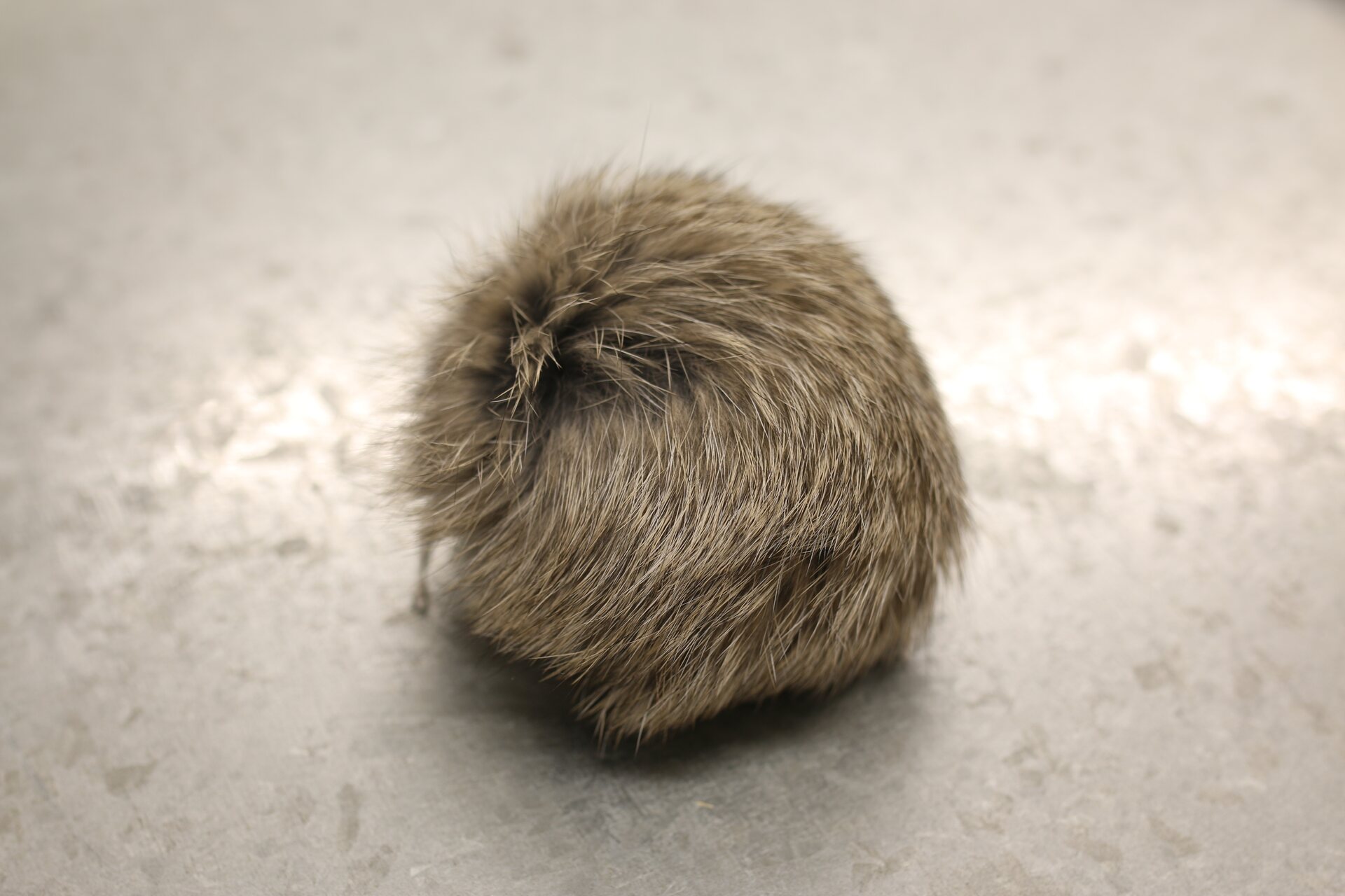 Turkistupsu pieni Harmaanruskea