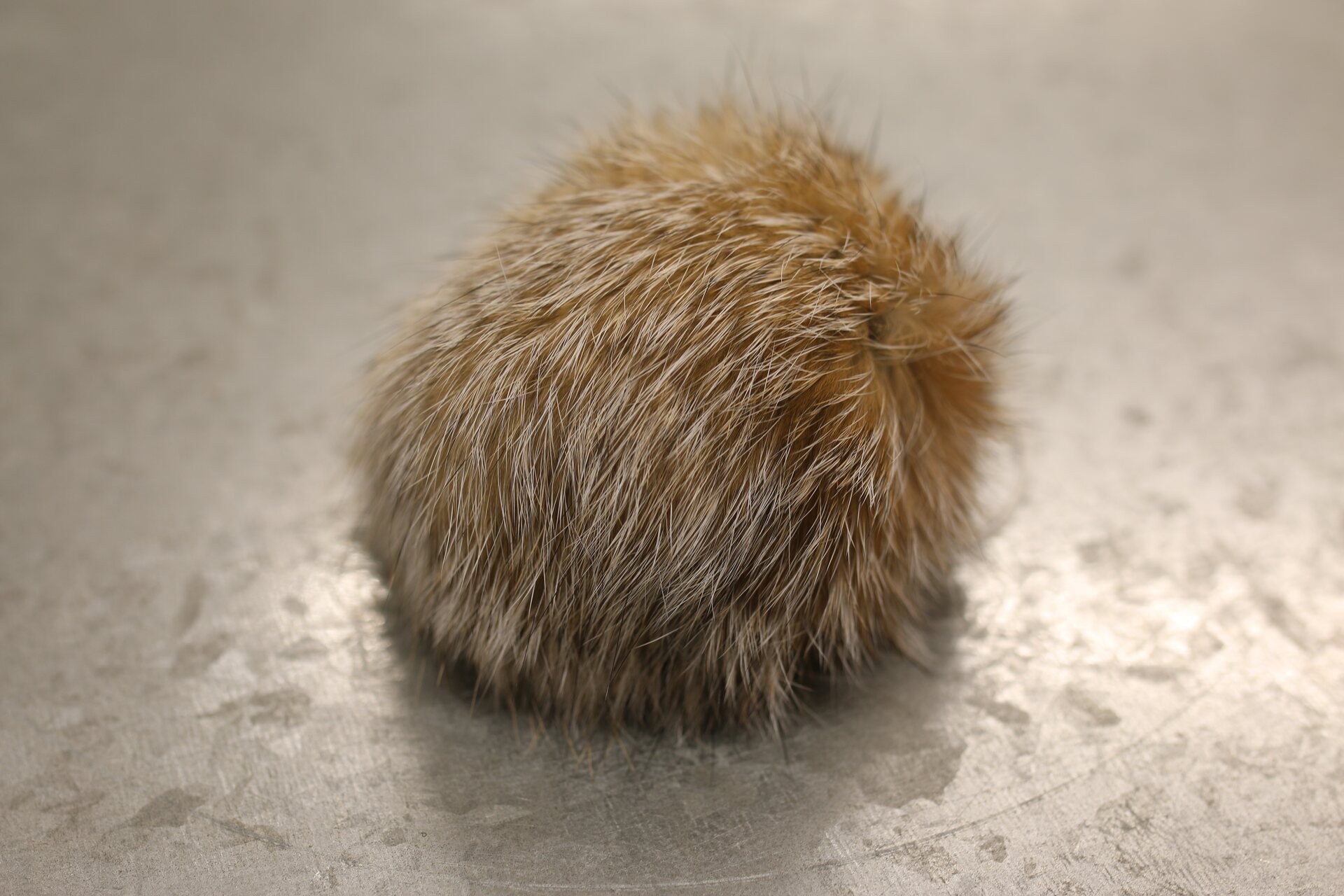 Turkistupsu pieni Ruskea