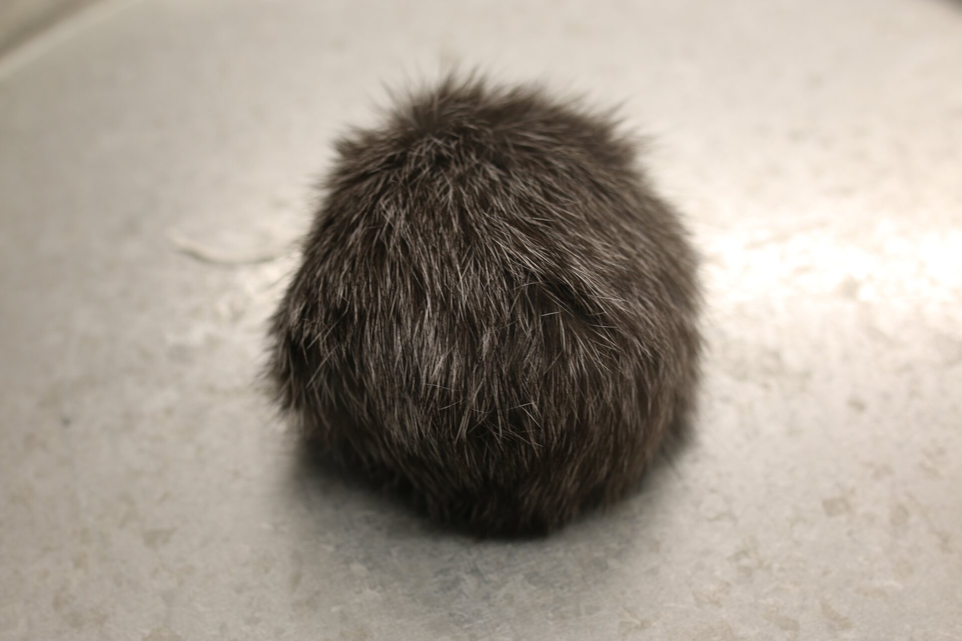 Turkistupsu iso Harmaa