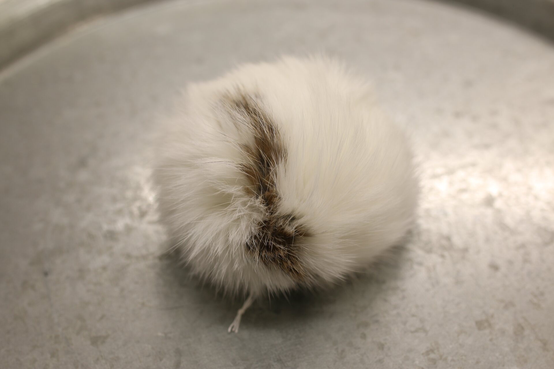 Turkistupsu iso Valkoinen-ruskea