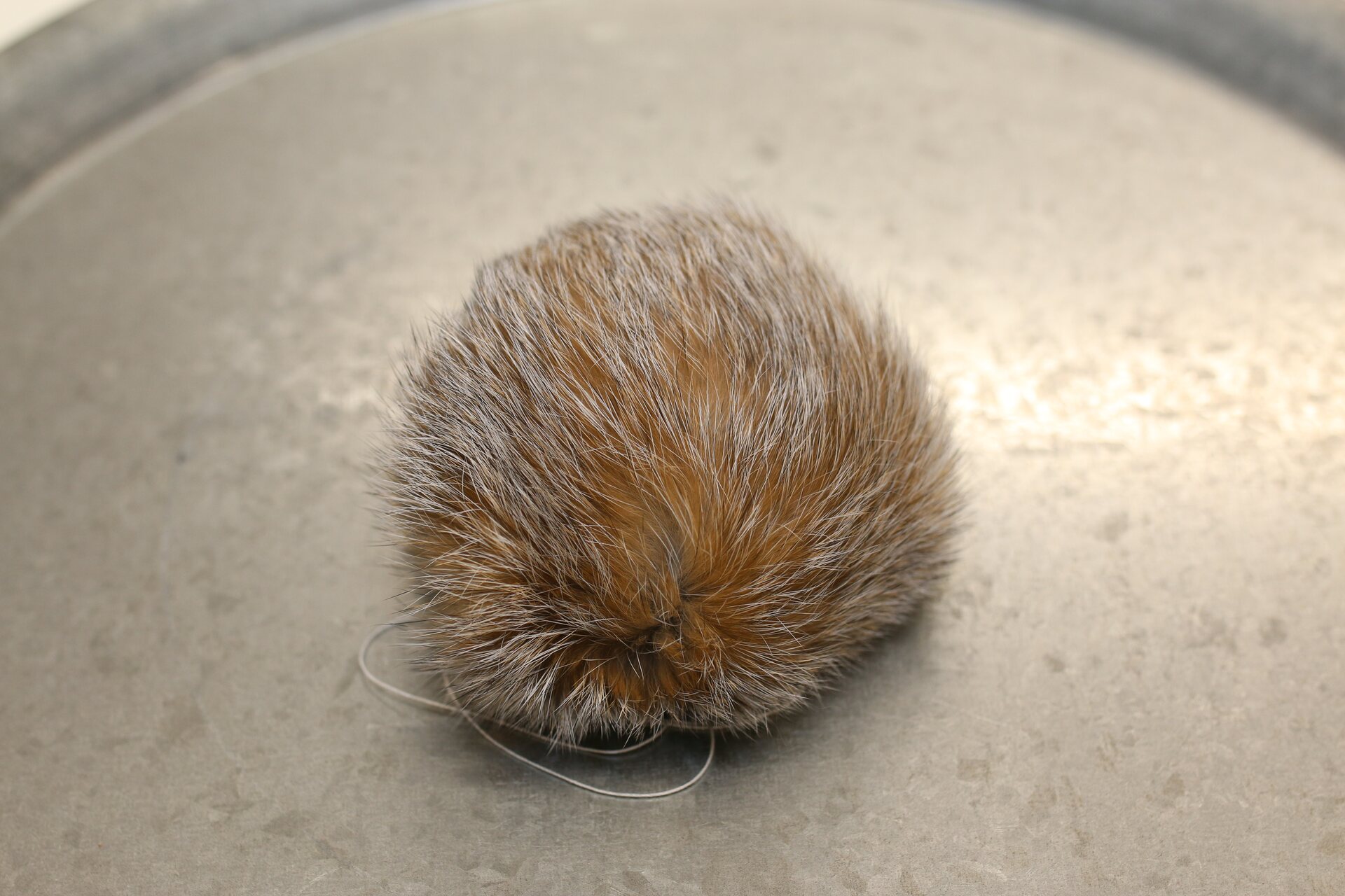 Turkistupsu iso Harmaanbeige