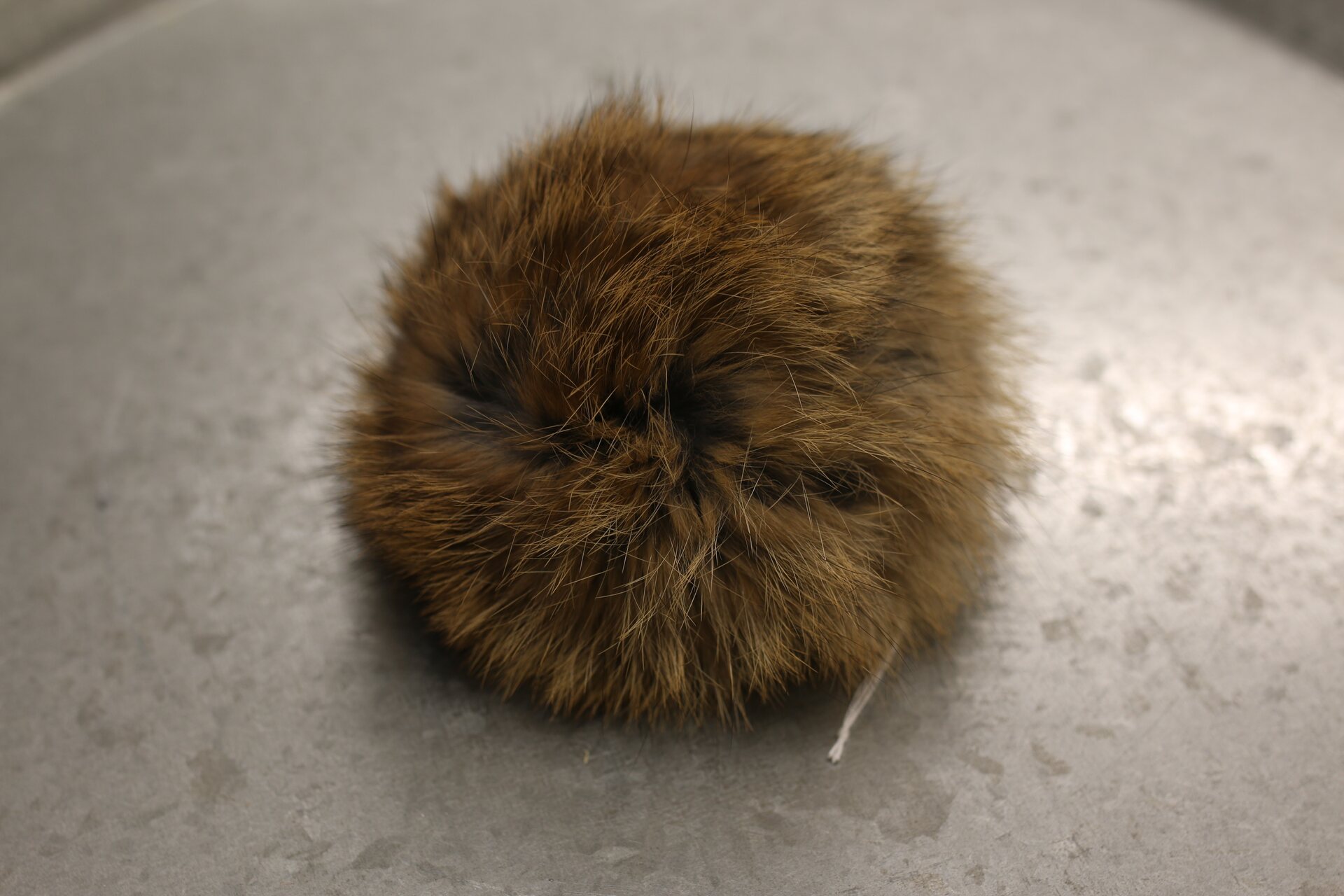 Turkistupsu iso Ruskea